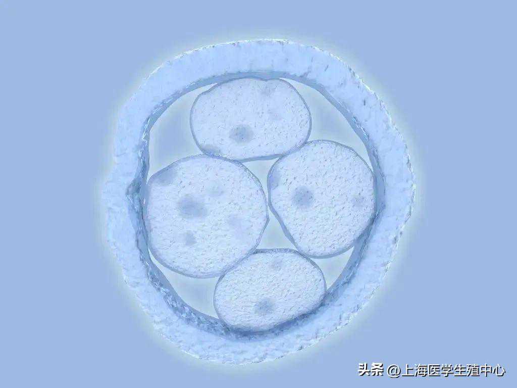 试管婴儿鲜胚和囊胚有什么区别呢？