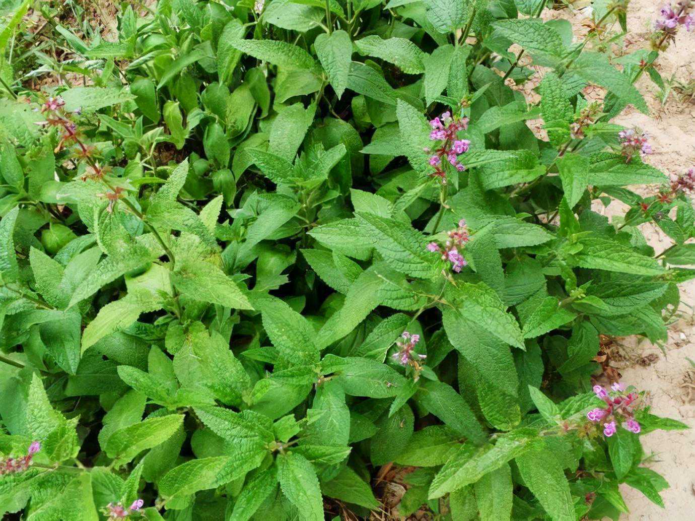 药用、食用价值极高的植物—水苏可用植物非试管高效快繁技术快繁