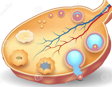卵巢性不孕不育更青睐于哪些人群