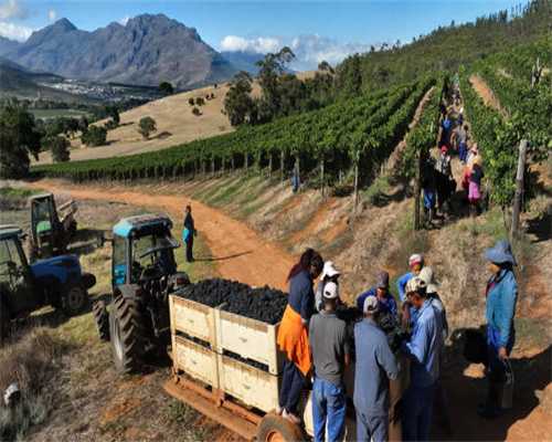 5种胚胎移植方案，高龄女性选它最佳！